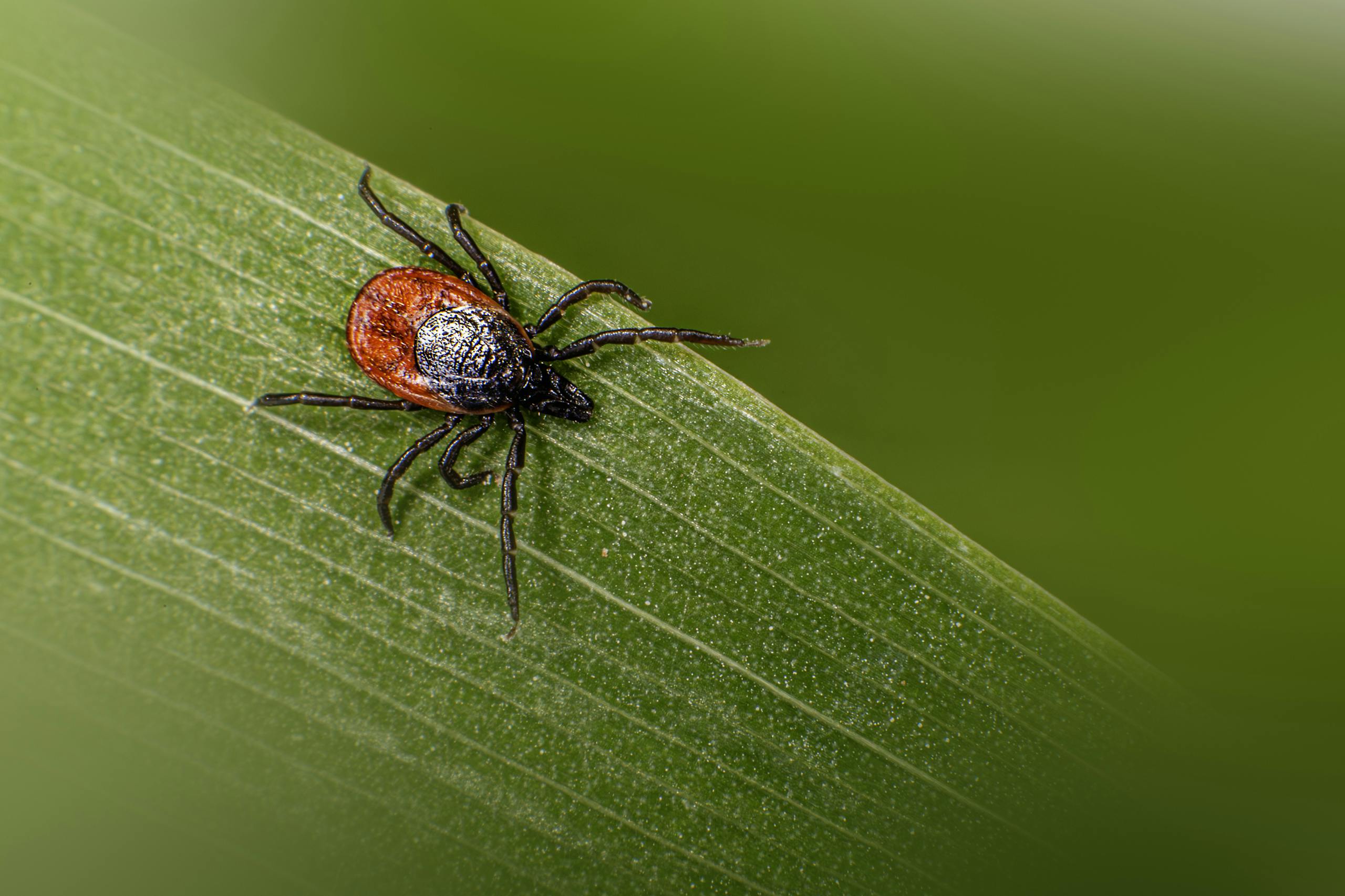 Macro shot of a castor bean tick (Ixodes ricinus) on a green leaf showcasing detail and color.